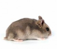 HAMSTER RUSO